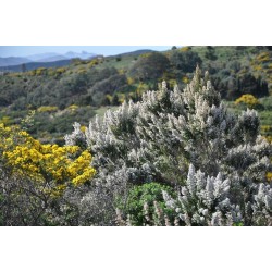 Sementes de Urze-Molar, Betouro  (Erica arborea)