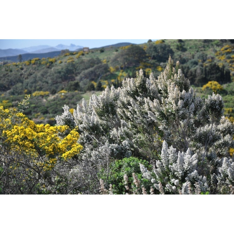 Tree Heath Seeds (Erica arborea) | β¬1.95
