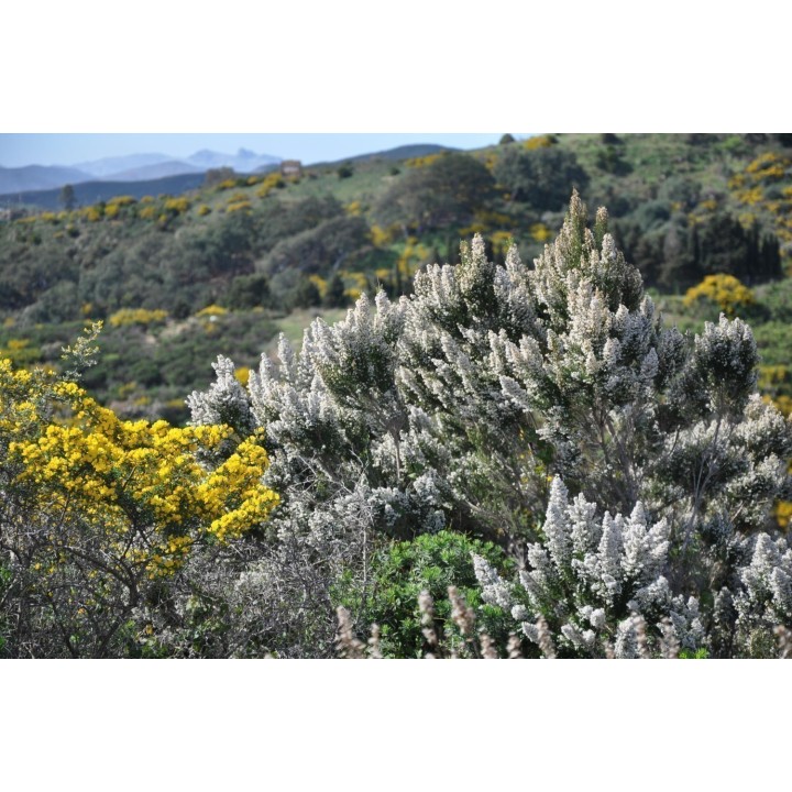 Tree Heath Seeds (Erica arborea) - 1.755