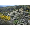 Tree Heath Seeds (Erica arborea) | β¬1.95
