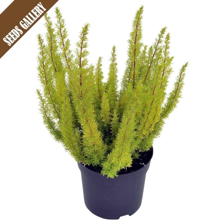 Tree Heath Seeds (Erica arborea) - 1.755