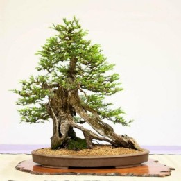 Tree Heath Seeds (Erica arborea) - 1.755