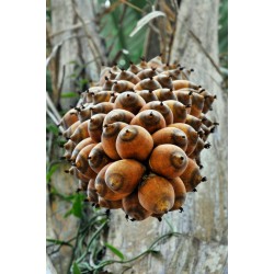 African Oil Palm Seeds (Elaeis guineensis)