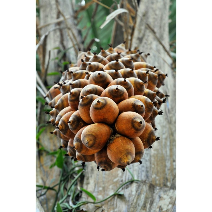 Nasiona palmy olejowej afrykańskiej (Elaeis guineensis) - 4.455