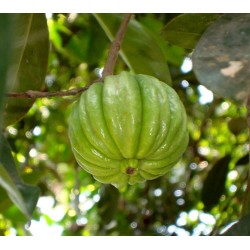 Semente de Garcinia cambogia - a planta que acaba com a fome
