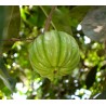 Price: €9 - Garcinia Cambogia Samen - 