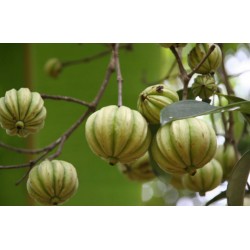 Semente de Garcinia cambogia - a planta que acaba com a fome