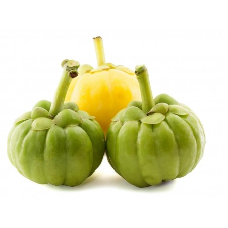 Price: €9 - Garcinia Cambogia Samen -