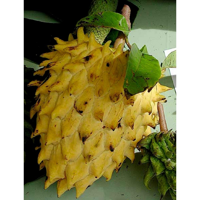 Sementes de Biriba - Rollinia deliciosa | 3,95 €