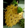 Sementes de Biriba - Rollinia deliciosa | 3,95 €
