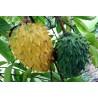 Sementes de Biriba - Rollinia deliciosa | 3,95 €