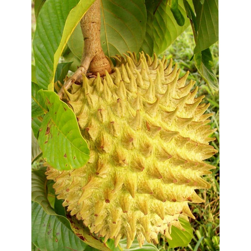 Sementes de Biriba - Rollinia deliciosa | 3,95 €