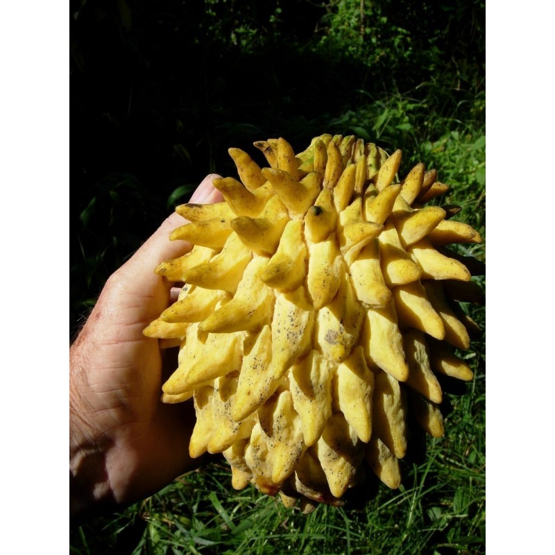 Sementes de Biriba - Rollinia deliciosa | 3,95 €