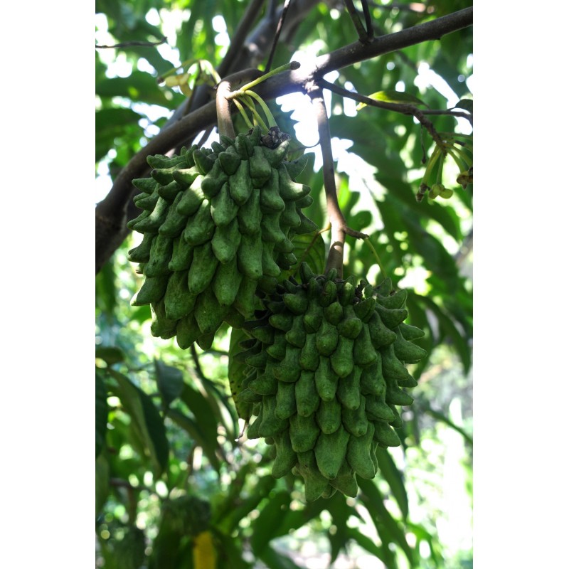 Sementes de Biriba - Rollinia deliciosa | 3,95 €