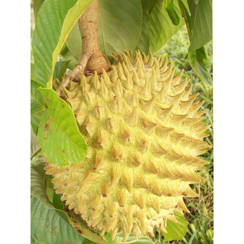 Biriba, Rollinia deliciosa, Samen