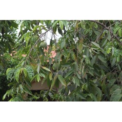 Biriba, Wild Sugar-Apple Seeds (Rollinia deliciosa)