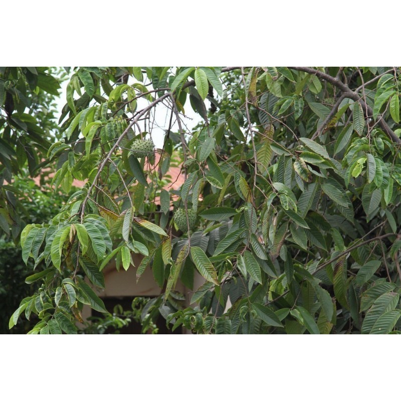 Sementes de Biriba - Rollinia deliciosa | 3,95 €