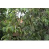 Sementes de Biriba - Rollinia deliciosa | 3,95 €