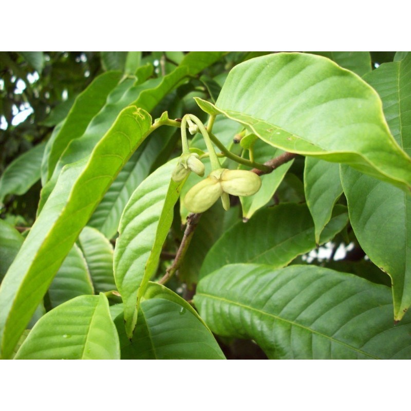 Sementes de Biriba - Rollinia deliciosa | 3,95 €