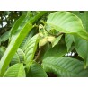 Sementes de Biriba - Rollinia deliciosa | 3,95 €