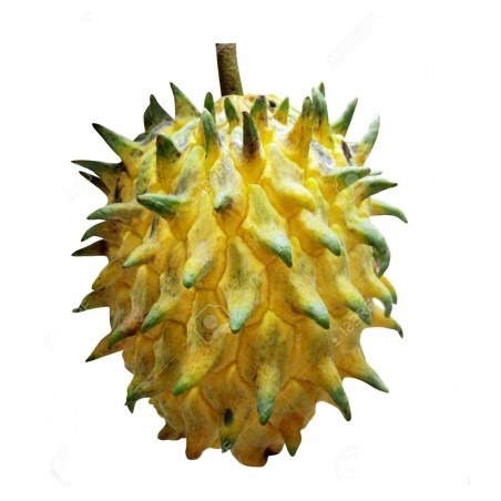 Sementes de Biriba - Rollinia deliciosa | 3,95 €