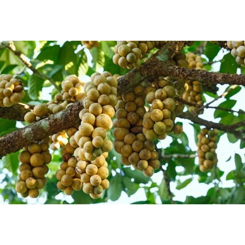 Graines de Langsat' - Longkong (Lansium domesticum)