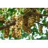 Langsat - Lanzones Seeds (Lansium parasiticum) | € 4,95