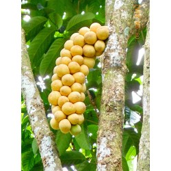 Longkong - Lansibaum Samen (Lansium domesticum)