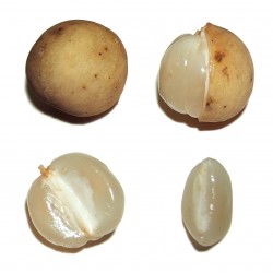 Semillas de Lanzonés (Lansium domesticum)