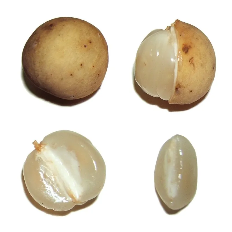 Langsat - Lanzones Seeds (Lansium parasiticum)