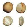 Longkong - Lansibaum Samen (Lansium domesticum)