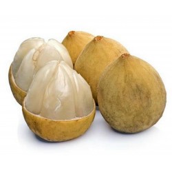 Price: €4.95 - Duku-langsat, Longkong Fröer (Lansium domesticum) - 
