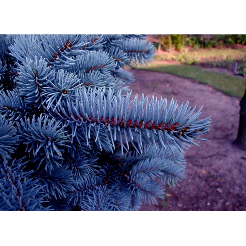 Price: €1.95 - Semente(s) de Pinheiro Abeto Azul (Picea pungens glauca blue) - 