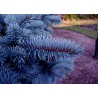 Price: €1.95 - Semente(s) de Pinheiro Abeto Azul (Picea pungens glauca blue) - 