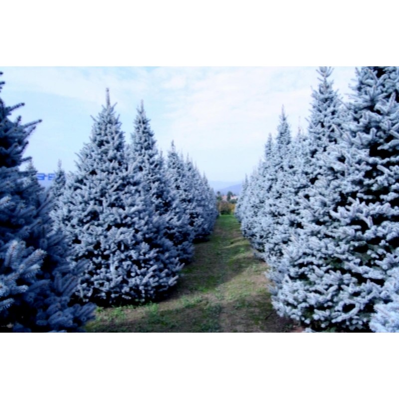 Price: €1.95 - Semente(s) de Pinheiro Abeto Azul (Picea pungens glauca blue) - 