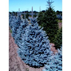 Semi di Abete del Colorado (Picea pungens glauca blue)