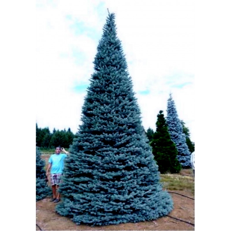 Price: €1.95 - Semente(s) de Pinheiro Abeto Azul (Picea pungens glauca blue) - 