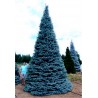 Price: €1.95 - Semente(s) de Pinheiro Abeto Azul (Picea pungens glauca blue) - 