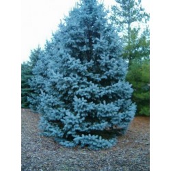 Blue Spruce Seeds (Picea pungens glauca blue)