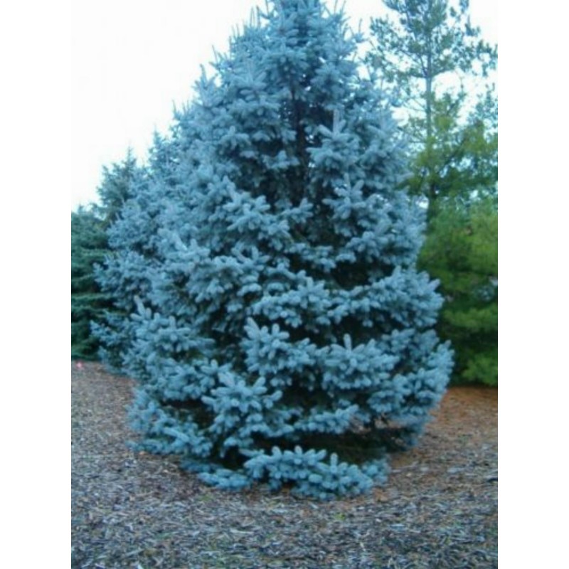 Price: €1.95 - Semente(s) de Pinheiro Abeto Azul (Picea pungens glauca blue) - 