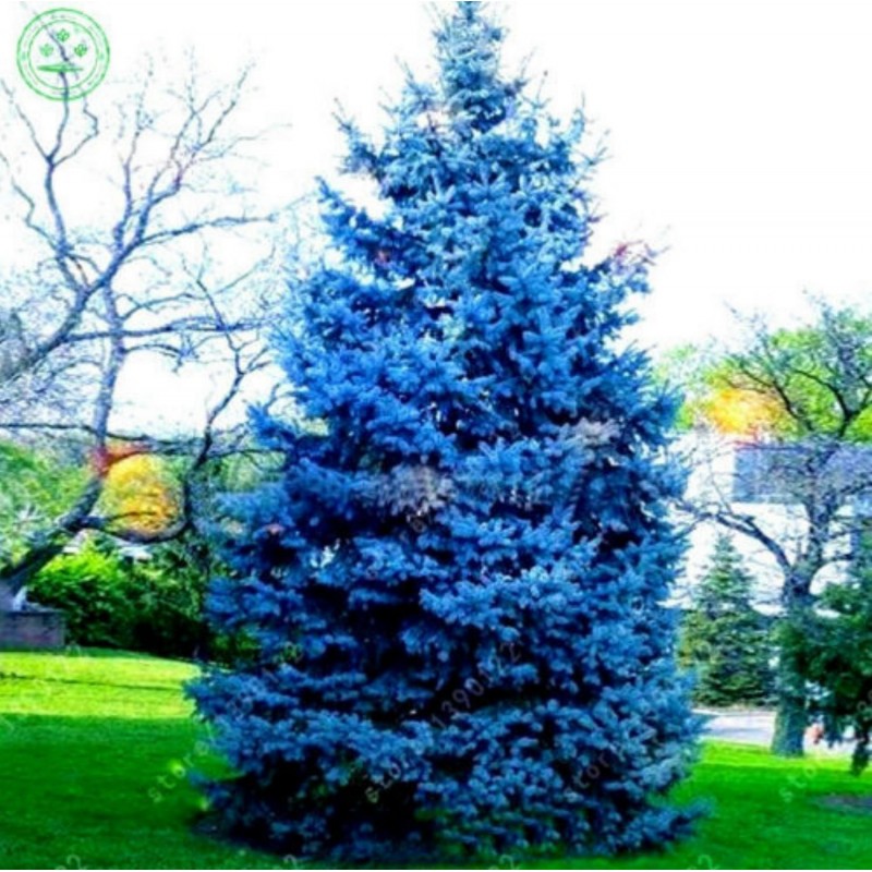 Price: €1.95 - Semente(s) de Pinheiro Abeto Azul (Picea pungens glauca blue) - 