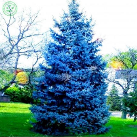 Price: €1.95 - Blue Spruce Seeds (Picea pungens glauca blue) -