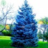 Price: €1.95 - Semente(s) de Pinheiro Abeto Azul (Picea pungens glauca blue) - 