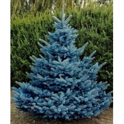 Semillas de Pícea azul del Colorado (Picea pungens glauca blue)