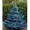 Price: €1.95 - Semente(s) de Pinheiro Abeto Azul (Picea pungens glauca blue) - 