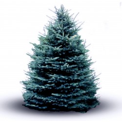 Bodljiva Plava Smrca Seme (Picea pungens glauca blue)