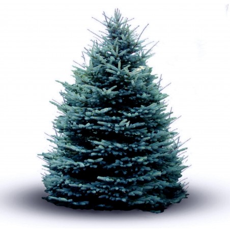 Price: €1.95 - Blue Spruce Seeds (Picea pungens glauca blue) -