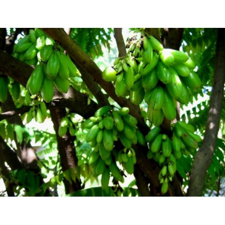 Price: €4.95 - Semillas de Madan - garcinia schomburgkiana- muy raras - 