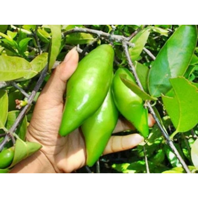Price: €4.95 - Garcinia schomburgkiana - Madan – Fröer - very rarre - 