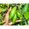 Price: €4.95 - Σπόροι Madan - Garcinia schomburgkiana - πολύ σπάνια - 